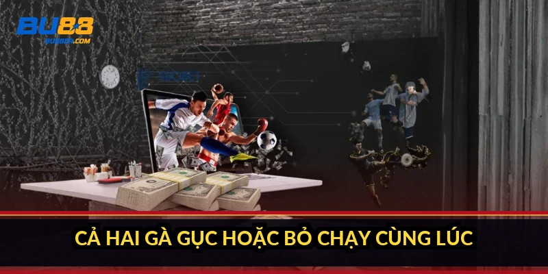Đá gà hòa tiền tính thế nào? Hoàn 100% vốn hay ăn 1 đền 8 3 Cả hai gà gục hoặc bỏ chạy cùng lúc
